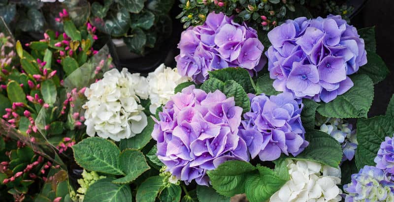 Hydrangeas spring care