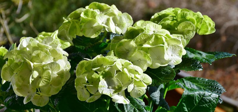 Hydrangeas with green flowers - What us the cause