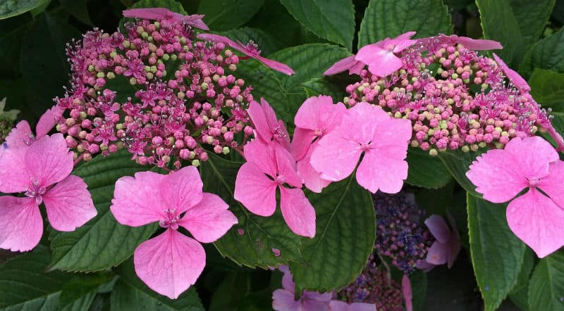 Lacecap Hydrangea Care