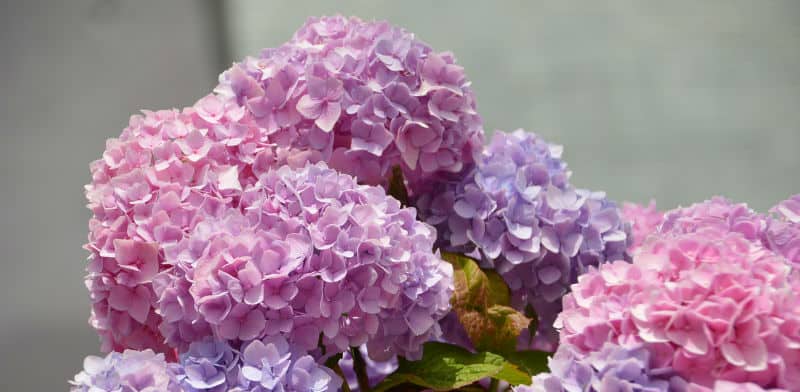 Mophead Hydrangea Care