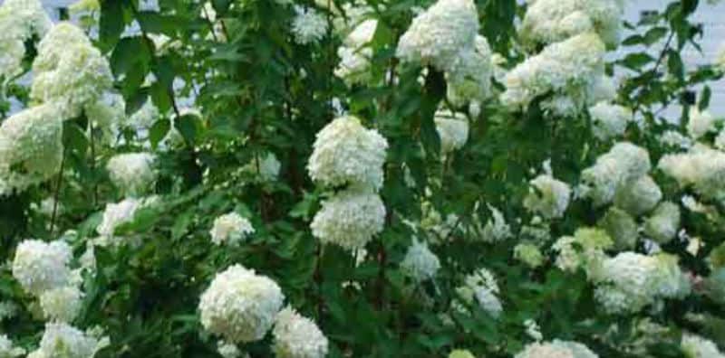 Pee Gee Hydrangea Pruning - how and when to prune