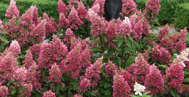 Pinky Winky Hydrangea Care