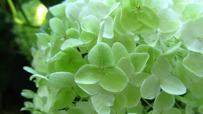 Pruning Hydrangea Limelight