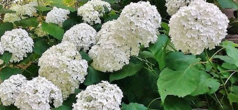 Pruning Hydrangea Snowball