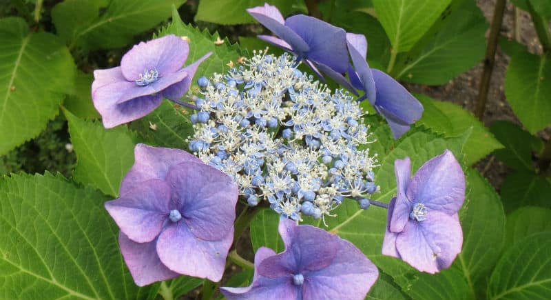 Pruning hydrangeas in Spring