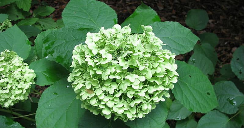 Smooth hydrangea care - Your guide to wild hydrangeas