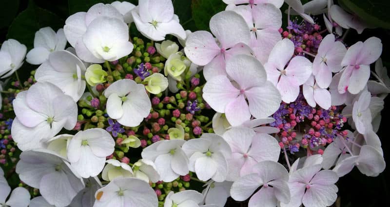 The best small hydrangeas - How to keep hydrangeas small.