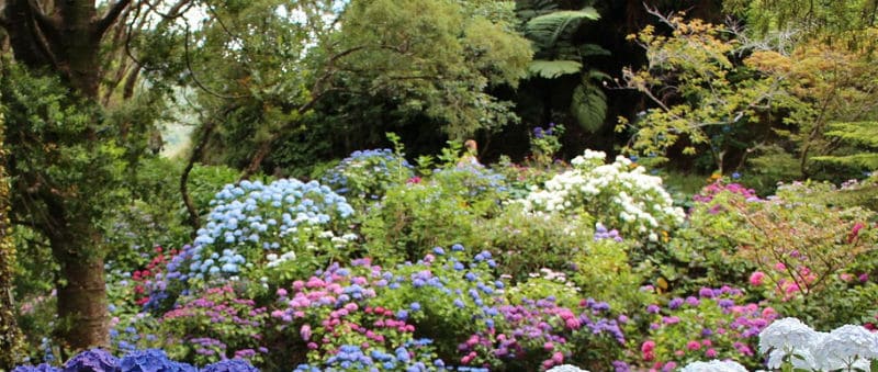 What plants go well with hydrangeas - Companion plants