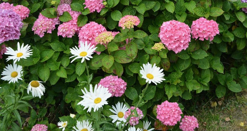 What time of year to plant hydrangeas