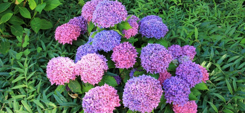 When to move hydrangeas