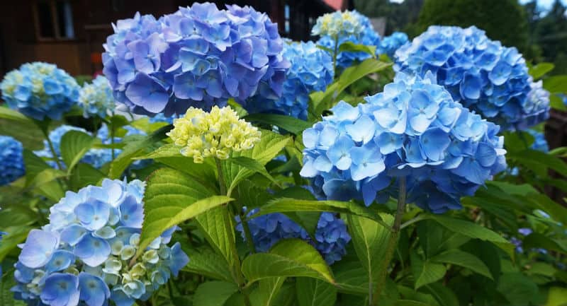 Image of Hydrangea ericaceous flower