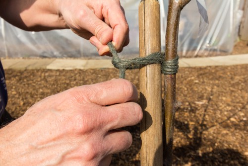 Alternatively, in order to support the large central stems of your hydrangea, you can use individual stakes or green support structures. This will help to keep the heavier blooms from falling onto the ground.