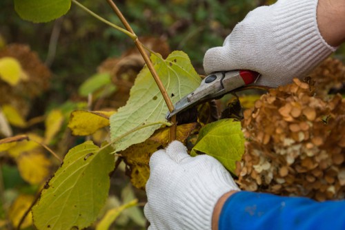 When it comes to pruning and deadheading your hydrangeas it is important to know which type of hydrangea you have so that you can prune at the appropriate time. There is no hydrangea that requires excessive pruning and that most you want to cut them back before winter. It's important to prune branches or stems that are dead or sickly. You can also deadhead the flowers if you so choose by removing mature flowers in order to make room for new growth.