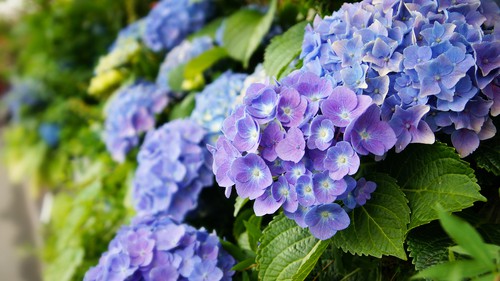 So how quickly will you get results? Well, it isn't a very fast process. It's obviously faster, as mentioned if you simply toss the coffee grounds on top but then they start to mold in plain view. Some hydrangea plants will grow flowers on last years growth while others grow their flowers on the current growth.