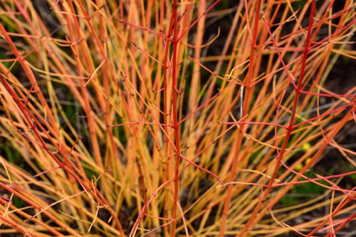 Some gardeners prefer things like dogwood trees next to their hydrangeas so that they can provide afternoon shade.