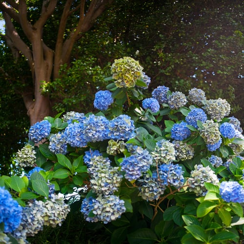 You should also deadhead any fading blooms by clipping them off directly below the flower head so that the shrub is not nearly as heavy on top unnecessarily. It might be beneficial to cut some of the heavier flowers when they are in full bloom and simply arrange them inside your home so that they aren't weighing down on the plant.