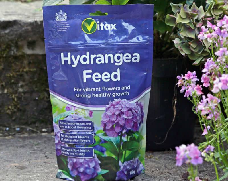 In spring you can start to add hydrangea feed to your hydrangeas to give it the nutrients it needs for new growth. Sprinkle growmore on top of the soil and add some compost. Water everything immediately so that it has time to soak down to all of the roots.