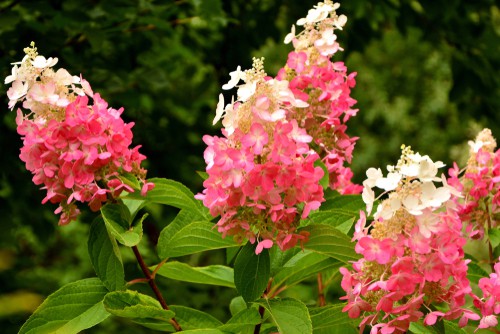 Unlike other varieties, the Pinky Winky plant is far from finicky about it's blooming. It will undergo rainy spring Seasons, harsh Winters, even hot summer drought and still produce beautiful flowers.