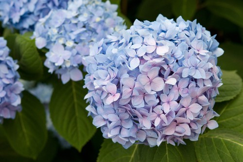 Hydrangea Endless Summer is unique because it can produce blooms on new and old growth alike. This is what allows it to rebloom all summer long rather than just bloom the once.