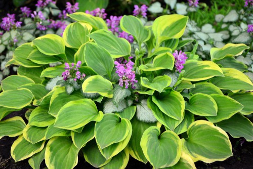 Hosta with its teardrop shaped leaves and foliage very similar in shape to that of the mop head hydrangea. Moreover you can find plenty of flower colors similar to the variety of colors you can get with the hydrangea.