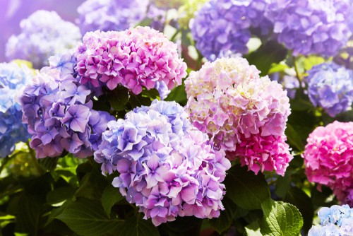Having a hydrangea in your yard that simply isn't blooming is beyond frustrating but most of the time if something is wrong and your hydrangea isn't blooming to its full capacity, the solution is something rather simple.