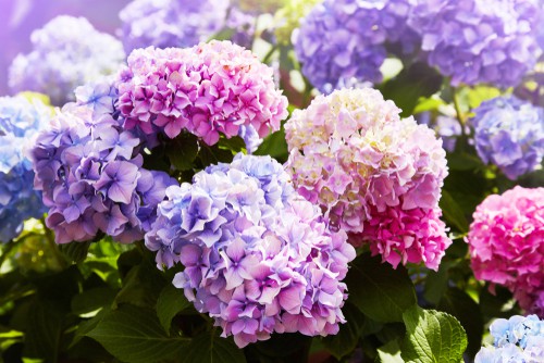 Having a hydrangea in your yard that simply isn't blooming is beyond frustrating but most of the time if something is wrong and your hydrangea isn't blooming to its full capacity, the solution is something rather simple.