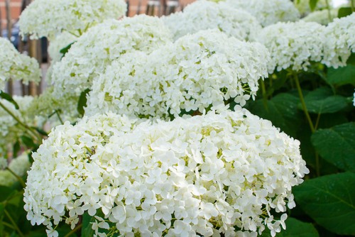 Hydrangea arborescens Annabelle