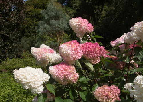 These are plants that produce flowers on new growth which is to say produce flowers on the stems from this year. The hydrangeas that fall into this category will form buds at the beginning of summer on new growth and then they will continue to produce flowers every year without much special care. The panicle hydrangea is the first type in this category and it can grow up to eight feet tall. The smooth hydrangea is the second type and this is known for producing tight, symmetrical flowers at the end of summer.