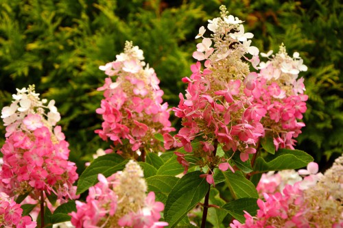 The Pinky Winky shrub offers round shapes with red stems. The red stems are beautiful especially when they are juxtaposed by the bright green leaves. The stems are quite strong so no matter how large the panicle blossoms get, it won't get weighed down and flop over. They will remain upright at all times.