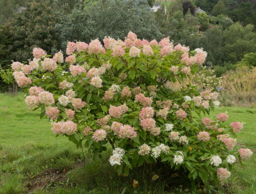 The hydrangea trees are much more tolerant of things like cold weather compared to other species but they also need more sunlight than other species. If you live in a rather hot, inland area you should give your tree some shade in the afternoon. If you grow your tree in an area with full sunlight it will require a great deal of watering which is not only expensive but time-consuming.