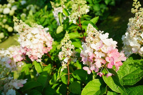 You will start to see flowers with your Pinky Winky around the middle of summer at which point the white, cone-shaped flowers appear.