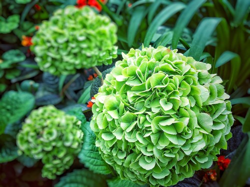 There is a cause for green hydrangea blooms. And that cause is none other than Mother Nature. the colourful flowers that are turning green are not actually flower petals but rather, sepals. Sepals are a part of the hydrangea flower designed to protect the flower bud.