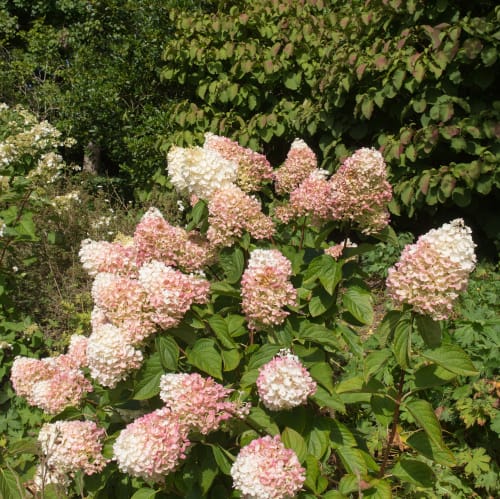 Your hydrangea tree can be pruned at any time with the one exception being summertime. However, the best time to <a href=