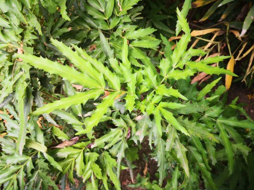 Another beautiful option is an evergreen Mahonia, the soft caress variety which has textures and its foliage that contrast the larger hydrangea leaves quite well.