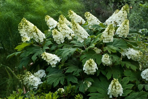 Growing the Oakleaf hydrangea