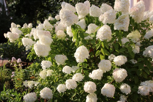 if you live in an area that has sunlight all day long with no shade at any point, you can really only grow a panicle variety of hydrangea. 