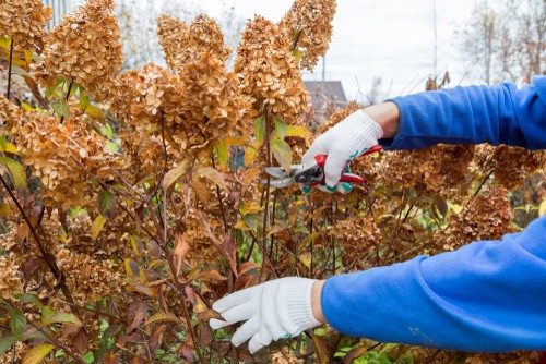 It is ideal to make the overall appearance as uniform as possible and to do that you want the branches to come out in proper spokes. Now, they probably won't grow to the exact arch and degree or angle that you want, but you can try and prune them to get them as close as possible.