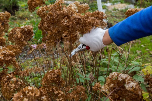 If you said about pruning your hydrangea it's best to do in the early spring. As mentioned to be blooms will produce on new wood every year so if you're cutting off those brown Twigs that are too high or too wide for your taste, you don't have to worry about reducing the flowers you get this season.