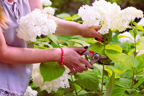 As is the case with all hydrangeas you can prune your wild hydrangeas back, close to the ground, at the end of winter. This helps to encourage better growth the following spring.