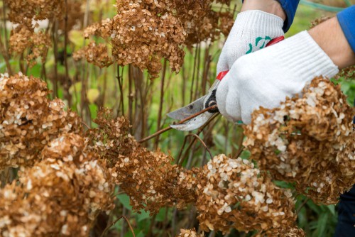 If you need to prune your plant rest assured that it is very forgiving. Because the flowers will come about on new and old growth alike you can choose to prune your Endless Summer hydrangea or not prune it and it won't matter much in terms of flower production. You won't harm anything by pruning at different times of the year. The plant will continue to produce new buds and will continue to bloom throughout the season. 