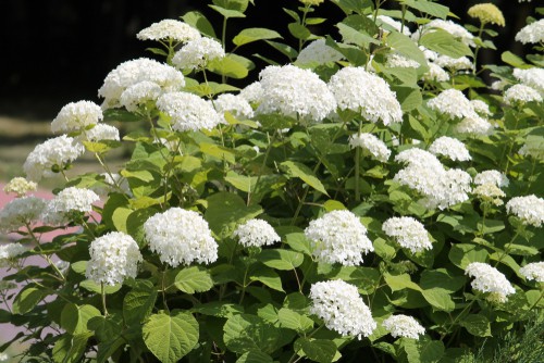 When you are growing wild hydrangeas be aware of the fact that they prefer acidic soil but not too acidic. The mild point of the spectrum is best. It is also recommended that you make sure the soil is nutrient-rich. You can always add compost to your soil and fertilizer once a year if you would like to keep it happy and healthy.