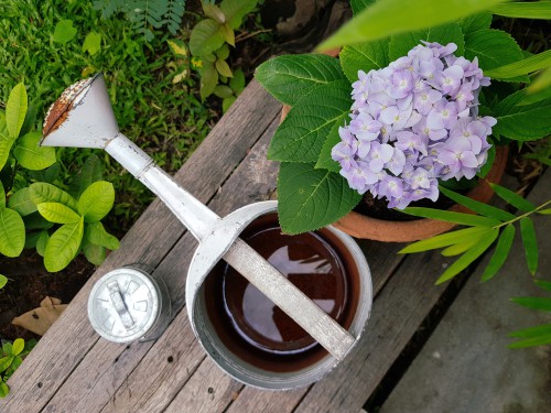 In order to prevent the plant from flopping over, you want to start by watering at the bottom of the shrub and never on top. If you water on top it will fill your flowers with extra water and that will cause the flowers themselves to fall over which can damage the stems and the branches.