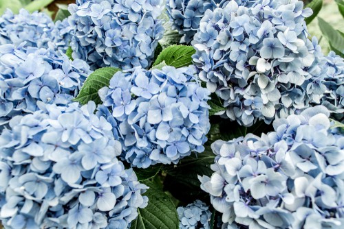 In springtime, those of you with bigleaf hydrangeas can start to cultivate either blue or pink flowers. Now is the time to change the soil composition accordingly. If you want blue flowers, make the soil more acidic with aluminium sulfate. If you want pink flowers, make it more alkaline with lime. Start doing this at the beginning of spring at weekly intervals for 1 month. Check the soil levels and watch for your new, beautiful blooms. Remember this can take a long time to achieve and its much easier to turn pink hydrangea blue than it is to turn blue hydrangeas blue.