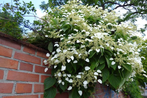 The Climbing Hydrangea is a shrub that climbs. It has very large leaves that are shaped like hearts and spiky white flowers. It is the biggest of all the hydrangeas out there and it can climb up to 50 feet and spread as wide a 6 ft. If you leave it on the ground and don't let it climb it will cover a space of 200 square feet or more. It's very drought tolerant and will grow very quickly.