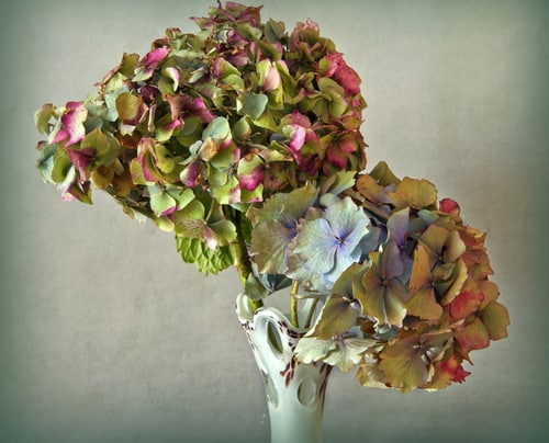 If you have hydrangeas you can always cut and store the dry flowers.