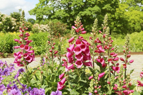 There are things like foxgloves that will grow very tall stalks and can be perfect for lining a flower bed around a hydrangea and you can find them in many different colors.