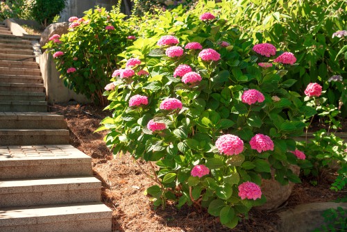 Hydrangeas are an incredibly popular plant because they are easy to grow and very tolerant of both sun and shade. The big flowers and stunning foliage they bring to any garden is enough to make you swoon. Of course, you can increase the overall enchantment that you are hydrangeas bring by finding the perfect companion plants.