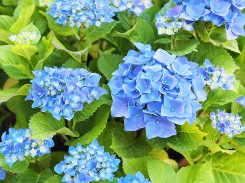 In order to change the color of your hydrangeas if you have a big leaf variety like a mop head or lacecap you can use ericaceous compost. Ericaceous compost will make your soil more acidic. Acidic soil produces blue flowers. Not all hydrangeas will produce blue flowers so make sure that you have a big leaf variety, like a mop head or lacecap. In general, white hydrangeas cannot change their colours.