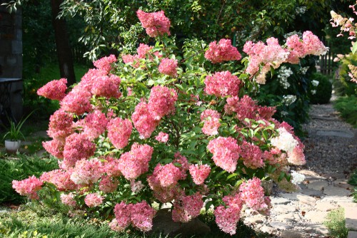 Most hydrangeas prefer a lot of shade especially in the afternoon but there are some varieties that thrive in sunlight. If you have a small garden that is full of sun almost all day long, the hydrangea paniculata is the best option for you. These flowers provide large clusters that take on a white color and they fade to pink or red before they eventually dry and turn beige.