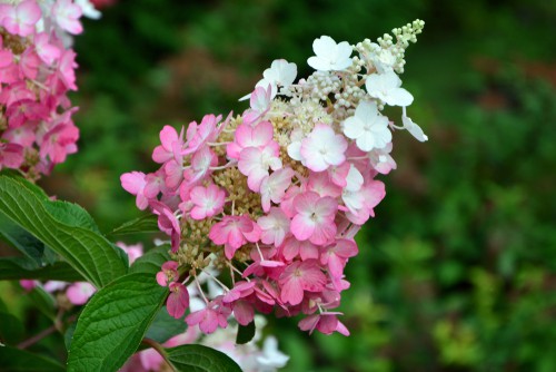 This is a great option in your garden if you want to attract butterflies and bees. These garden friends love hydrangeas. More importantly, it's very resistant to deer. Unlike the other varieties, Pinky Winky shrubs are very low on the list of foods that deer go after first which may be useful for some gardeners who have problems with these beautiful animals eating their plants.
